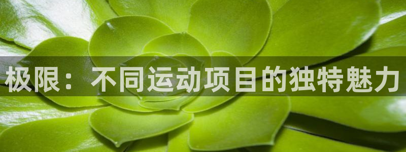 球王会体育